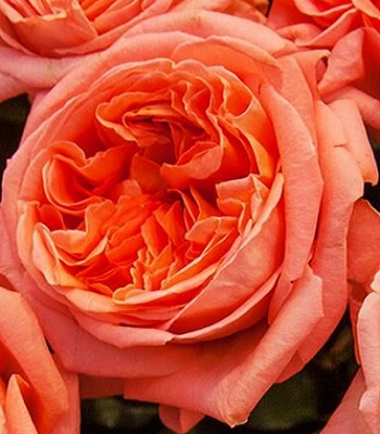 Троянда англійська "Rene Goscinny"
